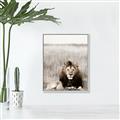 Picture of Lion Stare _GroupedProduct_Rectangle_Portrait_Photography _GroupedProduct_Rectangle_Portrait_Canvas_Framed_