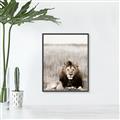 Picture of Lion Stare _GroupedProduct_Rectangle_Portrait_Photography _GroupedProduct_Rectangle_Portrait_Canvas_Framed_