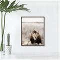Picture of Lion Stare _GroupedProduct_Rectangle_Portrait_Photography _GroupedProduct_Rectangle_Portrait_Canvas_Framed_