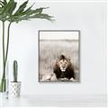 Picture of Lion Stare _GroupedProduct_Rectangle_Portrait_Photography _GroupedProduct_Rectangle_Portrait_Canvas_Framed_