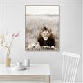 Picture of Lion Stare _GroupedProduct_Rectangle_Portrait_Photography _GroupedProduct_Rectangle_Portrait_Canvas_Framed_