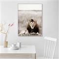 Picture of Lion Stare _GroupedProduct_Rectangle_Portrait_Photography _GroupedProduct_Rectangle_Portrait_Canvas_Framed_