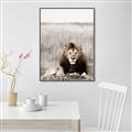 Picture of Lion Stare _GroupedProduct_Rectangle_Portrait_Photography _GroupedProduct_Rectangle_Portrait_Canvas_Framed_