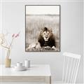 Picture of Lion Stare _GroupedProduct_Rectangle_Portrait_Photography _GroupedProduct_Rectangle_Portrait_Canvas_Framed_