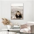 Picture of Lion Stare _GroupedProduct_Rectangle_Portrait_Photography _GroupedProduct_Rectangle_Portrait_Canvas_Framed_