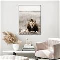 Picture of Lion Stare _GroupedProduct_Rectangle_Portrait_Photography _GroupedProduct_Rectangle_Portrait_Canvas_Framed_