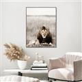 Picture of Lion Stare _GroupedProduct_Rectangle_Portrait_Photography _GroupedProduct_Rectangle_Portrait_Canvas_Framed_