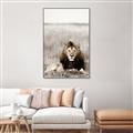 Picture of Lion Stare _GroupedProduct_Rectangle_Portrait_Photography _GroupedProduct_Rectangle_Portrait_Canvas_Framed_