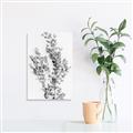Picture of Dried Eucalyptus   _GroupedProduct_Rectangle_Portrait_Photography _GroupedProduct_Rectangle_Portrait_Unframed_Print_Only_