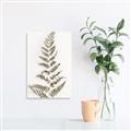 Picture of Dried Fern Leaf  _GroupedProduct_Rectangle_Portrait_Photography _GroupedProduct_Rectangle_Portrait_Unframed_Print_Only_