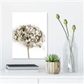 Picture of Dried Hydrangea _GroupedProduct_Rectangle_Portrait_Photography _GroupedProduct_Rectangle_Portrait_Unframed_Print_Only_