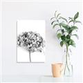 Picture of Dried Hydrangea _GroupedProduct_Rectangle_Portrait_Photography _GroupedProduct_Rectangle_Portrait_Unframed_Print_Only_