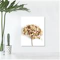 Picture of Dried Hydrangea _GroupedProduct_Rectangle_Portrait_Photography _GroupedProduct_Rectangle_Portrait_Unframed_Print_Only_