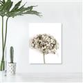 Picture of Dried Hydrangea _GroupedProduct_Rectangle_Portrait_Photography _GroupedProduct_Rectangle_Portrait_Unframed_Print_Only_