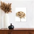 Picture of Dried Hydrangea _GroupedProduct_Rectangle_Portrait_Photography _GroupedProduct_Rectangle_Portrait_Unframed_Print_Only_