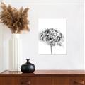Picture of Dried Hydrangea _GroupedProduct_Rectangle_Portrait_Photography _GroupedProduct_Rectangle_Portrait_Unframed_Print_Only_