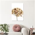 Picture of Dried Hydrangea _GroupedProduct_Rectangle_Portrait_Photography _GroupedProduct_Rectangle_Portrait_Unframed_Print_Only_