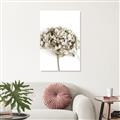 Picture of Dried Hydrangea _GroupedProduct_Rectangle_Portrait_Photography _GroupedProduct_Rectangle_Portrait_Unframed_Print_Only_