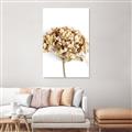 Picture of Dried Hydrangea _GroupedProduct_Rectangle_Portrait_Photography _GroupedProduct_Rectangle_Portrait_Unframed_Print_Only_
