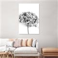 Picture of Dried Hydrangea _GroupedProduct_Rectangle_Portrait_Photography _GroupedProduct_Rectangle_Portrait_Unframed_Print_Only_