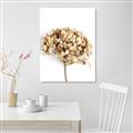 Picture of Dried Hydrangea _GroupedProduct_Rectangle_Portrait_Photography _GroupedProduct_Rectangle_Portrait_Unframed_Print_Only_