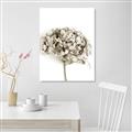 Picture of Dried Hydrangea _GroupedProduct_Rectangle_Portrait_Photography _GroupedProduct_Rectangle_Portrait_Unframed_Print_Only_