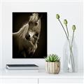 Picture of Ebony, the Horse _GroupedProduct_Rectangle_Portrait_Photography _GroupedProduct_Rectangle_Portrait_Unframed_Print_Only_