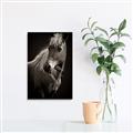Picture of Ebony, the Horse _GroupedProduct_Rectangle_Portrait_Photography _GroupedProduct_Rectangle_Portrait_Unframed_Print_Only_