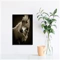 Picture of Ebony, the Horse _GroupedProduct_Rectangle_Portrait_Photography _GroupedProduct_Rectangle_Portrait_Unframed_Print_Only_
