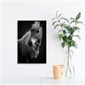 Picture of Ebony, the Horse _GroupedProduct_Rectangle_Portrait_Photography _GroupedProduct_Rectangle_Portrait_Unframed_Print_Only_