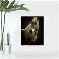 Picture of Ebony, the Horse _GroupedProduct_Rectangle_Portrait_Photography _GroupedProduct_Rectangle_Portrait_Unframed_Print_Only_