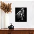 Picture of Ebony, the Horse _GroupedProduct_Rectangle_Portrait_Photography _GroupedProduct_Rectangle_Portrait_Unframed_Print_Only_