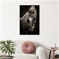 Picture of Ebony, the Horse _GroupedProduct_Rectangle_Portrait_Photography _GroupedProduct_Rectangle_Portrait_Unframed_Print_Only_