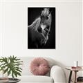 Picture of Ebony, the Horse _GroupedProduct_Rectangle_Portrait_Photography _GroupedProduct_Rectangle_Portrait_Unframed_Print_Only_