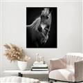 Picture of Ebony, the Horse _GroupedProduct_Rectangle_Portrait_Photography _GroupedProduct_Rectangle_Portrait_Unframed_Print_Only_
