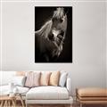 Picture of Ebony, the Horse _GroupedProduct_Rectangle_Portrait_Photography _GroupedProduct_Rectangle_Portrait_Unframed_Print_Only_