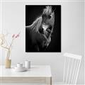 Picture of Ebony, the Horse _GroupedProduct_Rectangle_Portrait_Photography _GroupedProduct_Rectangle_Portrait_Unframed_Print_Only_