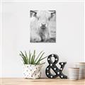 Picture of Furry Cow _GroupedProduct_Rectangle_Portrait_Photography _GroupedProduct_Rectangle_Portrait_Unframed_Print_Only_