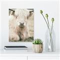 Picture of Furry Cow _GroupedProduct_Rectangle_Portrait_Photography _GroupedProduct_Rectangle_Portrait_Unframed_Print_Only_