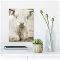 Picture of Furry Cow _GroupedProduct_Rectangle_Portrait_Photography _GroupedProduct_Rectangle_Portrait_Unframed_Print_Only_