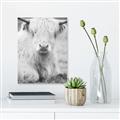 Picture of Furry Cow _GroupedProduct_Rectangle_Portrait_Photography _GroupedProduct_Rectangle_Portrait_Unframed_Print_Only_