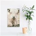 Picture of Furry Cow _GroupedProduct_Rectangle_Portrait_Photography _GroupedProduct_Rectangle_Portrait_Unframed_Print_Only_