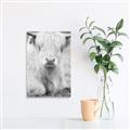Picture of Furry Cow _GroupedProduct_Rectangle_Portrait_Photography _GroupedProduct_Rectangle_Portrait_Unframed_Print_Only_