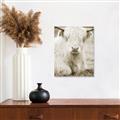 Picture of Furry Cow _GroupedProduct_Rectangle_Portrait_Photography _GroupedProduct_Rectangle_Portrait_Unframed_Print_Only_