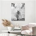 Picture of Furry Cow _GroupedProduct_Rectangle_Portrait_Photography _GroupedProduct_Rectangle_Portrait_Unframed_Print_Only_