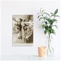 Picture of Giraffe Pals  _GroupedProduct_Rectangle_Portrait_Photography _GroupedProduct_Rectangle_Portrait_Unframed_Print_Only_