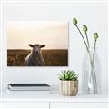 Picture of Grazing Sheep  _GroupedProduct_Rectangle_Landscape_Photography _GroupedProduct_Rectangle_Landscape_Unframed_Print_Only_