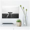 Picture of Grazing Sheep  _GroupedProduct_Rectangle_Landscape_Photography _GroupedProduct_Rectangle_Landscape_Unframed_Print_Only_
