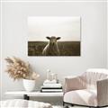 Picture of Grazing Sheep  _GroupedProduct_Rectangle_Landscape_Photography _GroupedProduct_Rectangle_Landscape_Unframed_Print_Only_