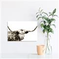 Picture of Jackson, The Bull  _GroupedProduct_Rectangle_Landscape_Photography _GroupedProduct_Rectangle_Landscape_Unframed_Print_Only_